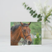 Bay Arab Horse Postcard Postkarte (Stehend Vorderseite)