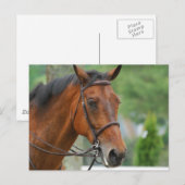 Bay Arab Horse Postcard Postkarte (Vorne/Hinten)