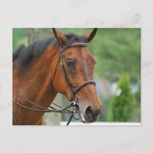 Bay Arab Horse Postcard Postkarte (Vorderseite)