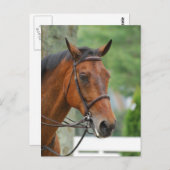 Bay Arab Horse Postcard Postkarte (Vorne/Hinten)