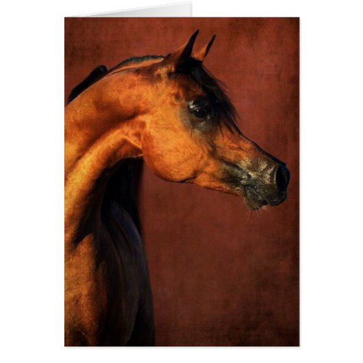 Bay Arabian Horse (Vorne)