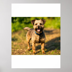 Bay Area Border Terriers – Risograph Stil Hundekun Poster