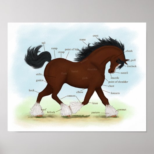 Bay Clydesdale Entwurf Pferdeanatomie Poster (Vorne)