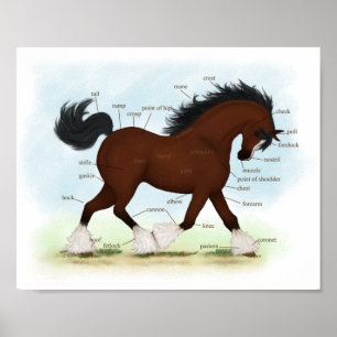 Bay Clydesdale Pferde Anatomische Übersicht Erzie Poster