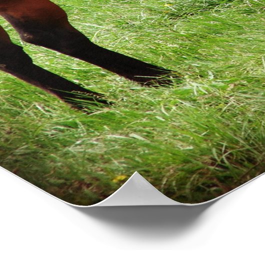 Bay Horoking Poster (Ecke)