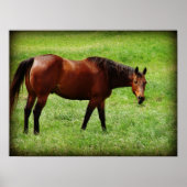 Bay Horoking Poster (Vorne)