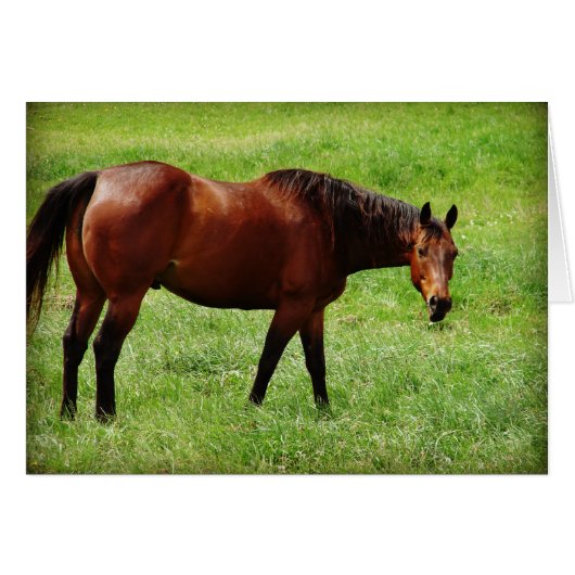 Bay Horse (Vorderseite (Horizontal))