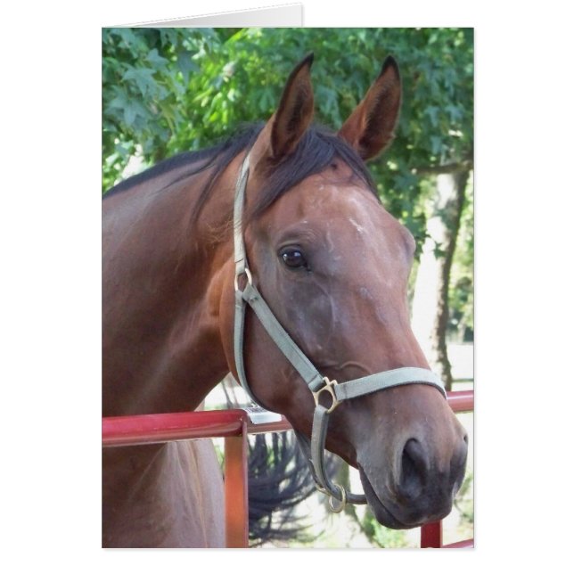 Bay Horse (Vorne)