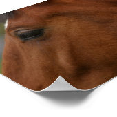 Bay Horse Closeup Poster (Ecke)