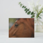 Bay Horse Closeup Postkarte (Stehend Vorderseite)