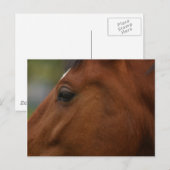 Bay Horse Closeup Postkarte (Vorne/Hinten)