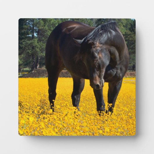 Bay Horse in einem Feld gelber Blumen Fotoplatte (Vorderseite)