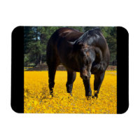 Bay Horse in einem Feld gelber Blumen