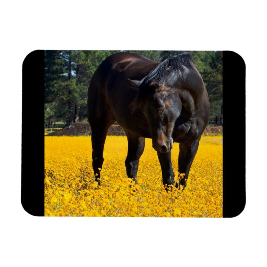 Bay Horse in einem Feld gelber Blumen Magnet (Horizontal)