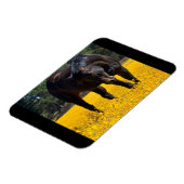 Bay Horse in einem Feld gelber Blumen Magnet (Linke Seite)