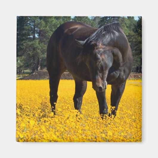 Bay Horse in einem Feld gelber Blumen Magnet (Vorne)