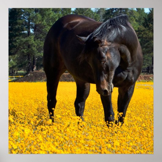 Bay Horse in einem Feld gelber Blumen Poster (Vorne)