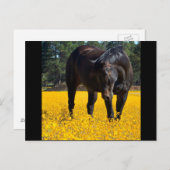 Bay Horse in einem Feld gelber Blumen Postkarte (Vorne/Hinten)