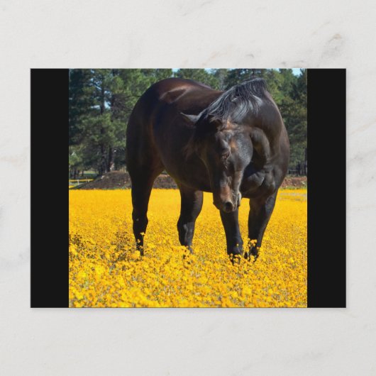 Bay Horse in einem Feld gelber Blumen Postkarte (Vorderseite)