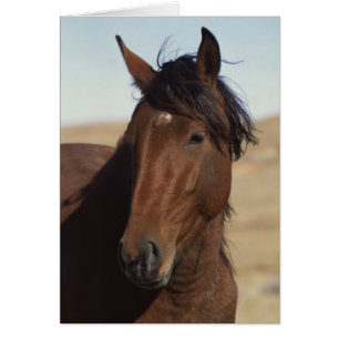 Bay Horse in Wind