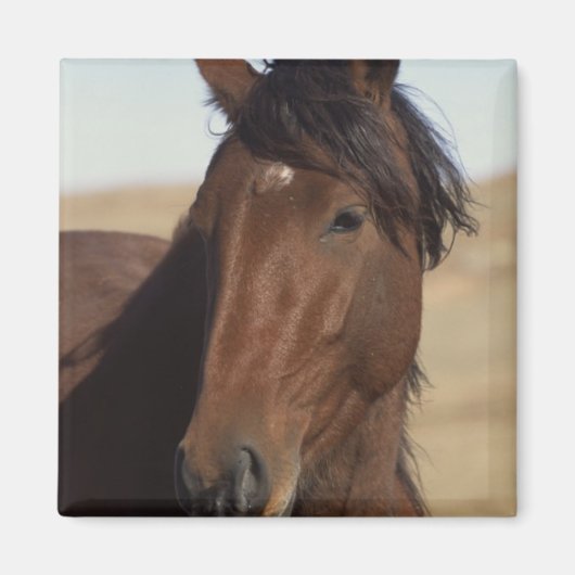 Bay Horse in Wind Magnet (Vorne)