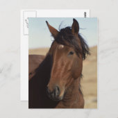 Bay Horse in Wind Postkarte (Vorne/Hinten)