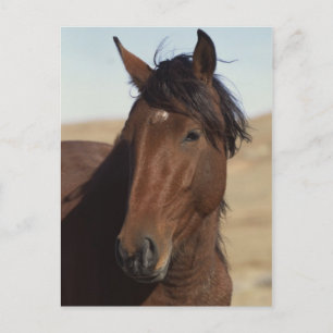 Bay Horse in Wind Postkarte
