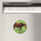 Bay Horse Magnet (In Situ (Geschirrspüler))