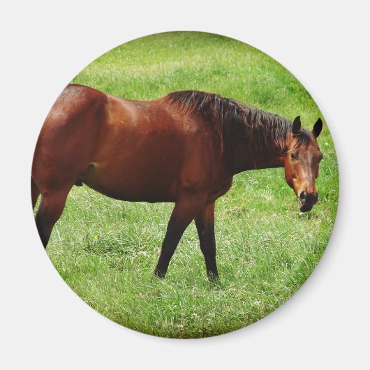 Bay Horse Magnet (Vorne)