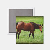 Bay Horse Magnet (Vorderseite/Rückseite)