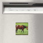 Bay Horse Magnet (In Situ (Geschirrspüler))
