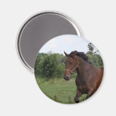 Bay Horse Magnet (Vorderseite/Rückseite)