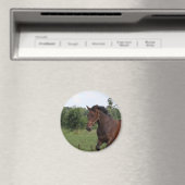 Bay Horse Magnet (In Situ (Geschirrspüler))