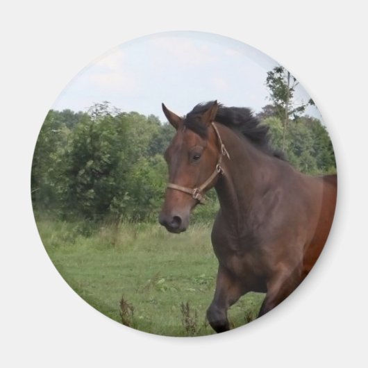 Bay Horse Magnet (Vorne)