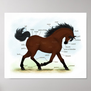 Bay Horse mit Blaze Educational Anatomic Chart Poster