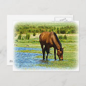 Bay Horse Postkarte (Vorne/Hinten)