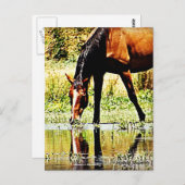 Bay Horse "Reflections" Postkarte (Vorne/Hinten)