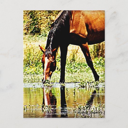 Bay Horse "Reflections" Postkarte (Vorderseite)