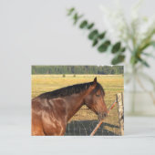 Bay Horse und Zaun Postkarte (Stehend Vorderseite)