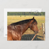 Bay Horse und Zaun Postkarte (Vorne/Hinten)