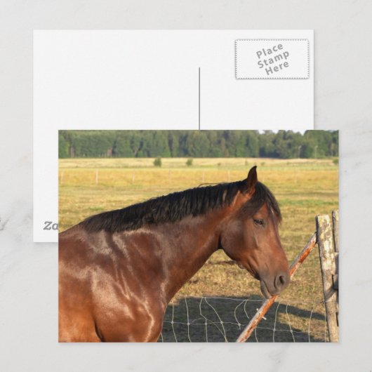 Bay Horse und Zaun Postkarte (Vorne/Hinten)