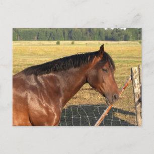 Bay Horse und Zaun Postkarte