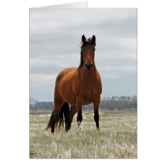 Bay Mare