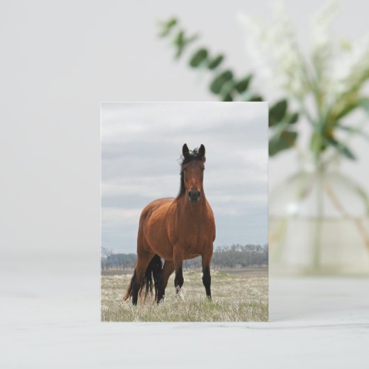 Bay Mare Postkarte (Stehend Vorderseite)