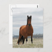 Bay Mare Postkarte (Vorne/Hinten)