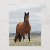 Bay Mare Postkarte (Vorderseite)