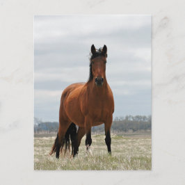 Bay Mare Postkarte