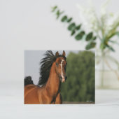 Bay Morgan Horse Headshot Mane Flowing Postkarte (Stehend Vorderseite)