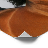 Bay Morgan Horse Headshot Mane Flows Poster (Ecke)
