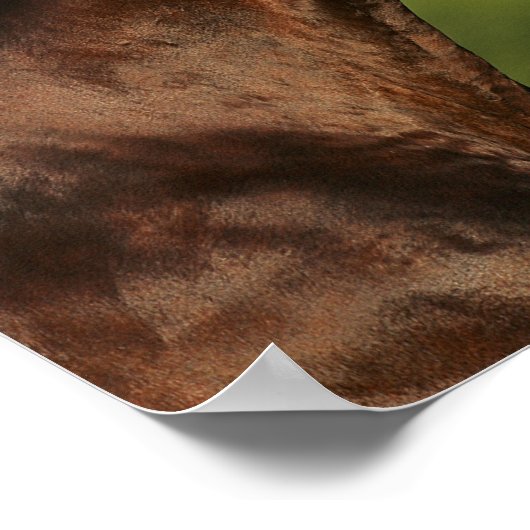 Bay Morgan Horse Headshot Mane Flows Poster (Ecke)